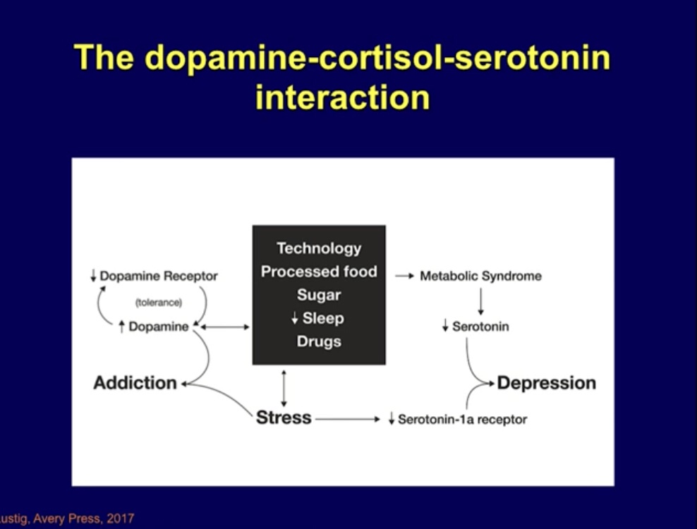 Dopamin-Cortisol-Lustig 